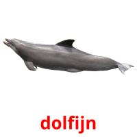 dolfijn card for translate