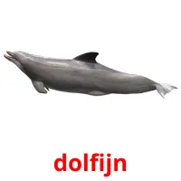 dolfijn ansichtkaarten