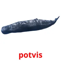 potvis ansichtkaarten