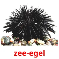 zee-egel ansichtkaarten