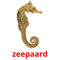 zeepaard ansichtkaarten