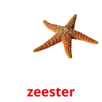 zeester ansichtkaarten