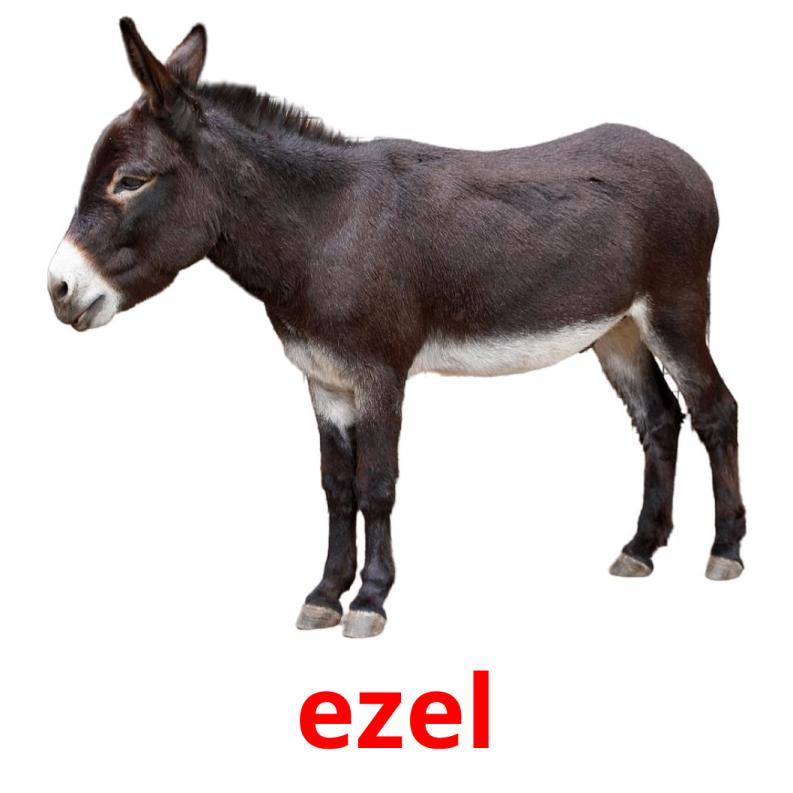 ezel picture flashcards