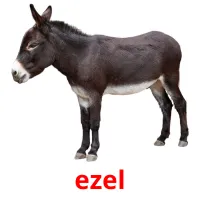 ezel cartes flash