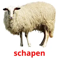 schapen cartes flash