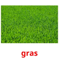 gras ansichtkaarten