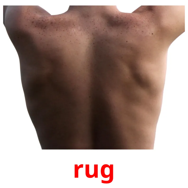 26 Cartes Nomenclature Montessori Parties du Corps Humain GRATUIT à