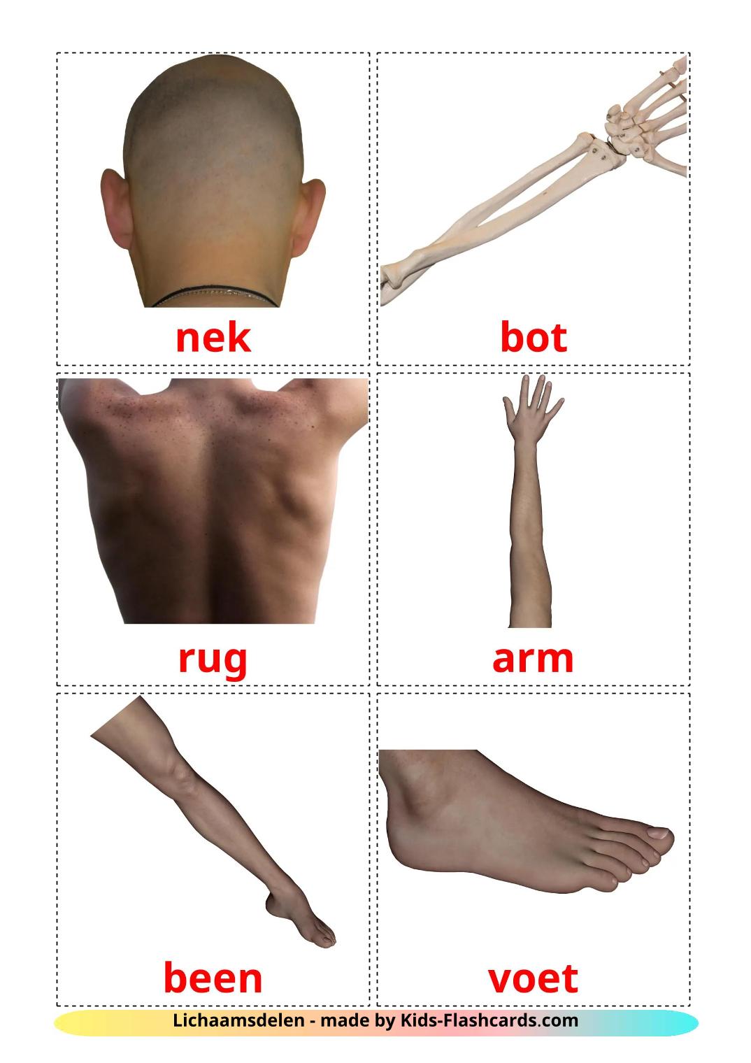 Lichaamsdelen - 26 gratis printbare nederlandse kaarten