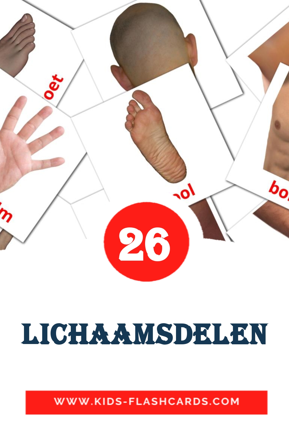 26 Lichaam Picture Cards for Kindergarden in dutch