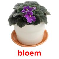 bloem picture flashcards