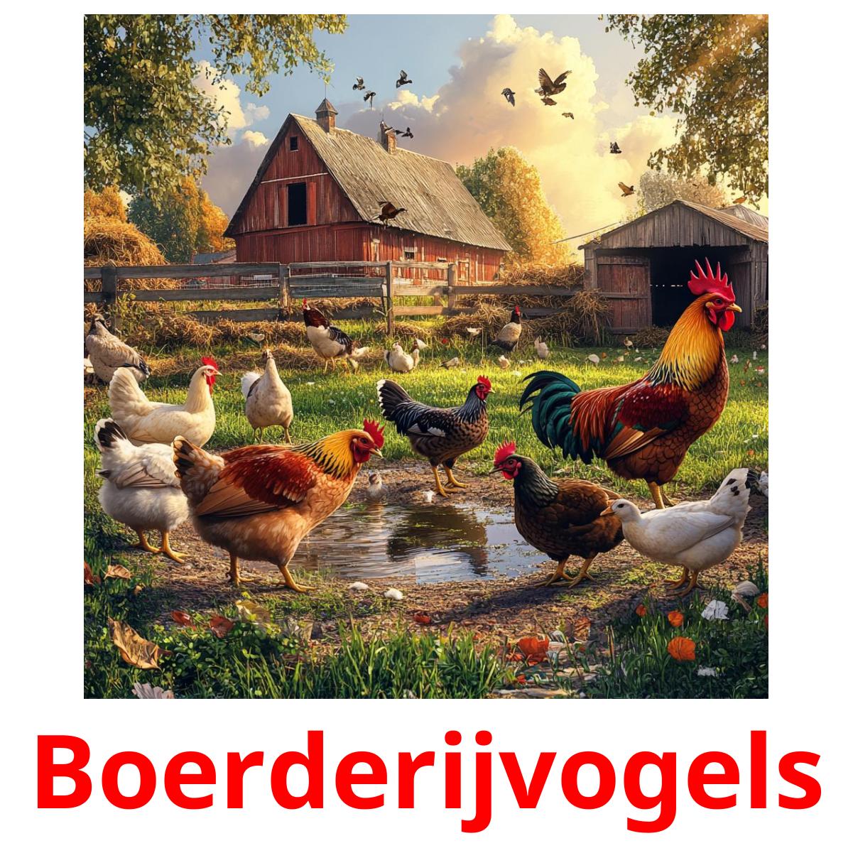 Boerderijvogels карточки энциклопедических знаний