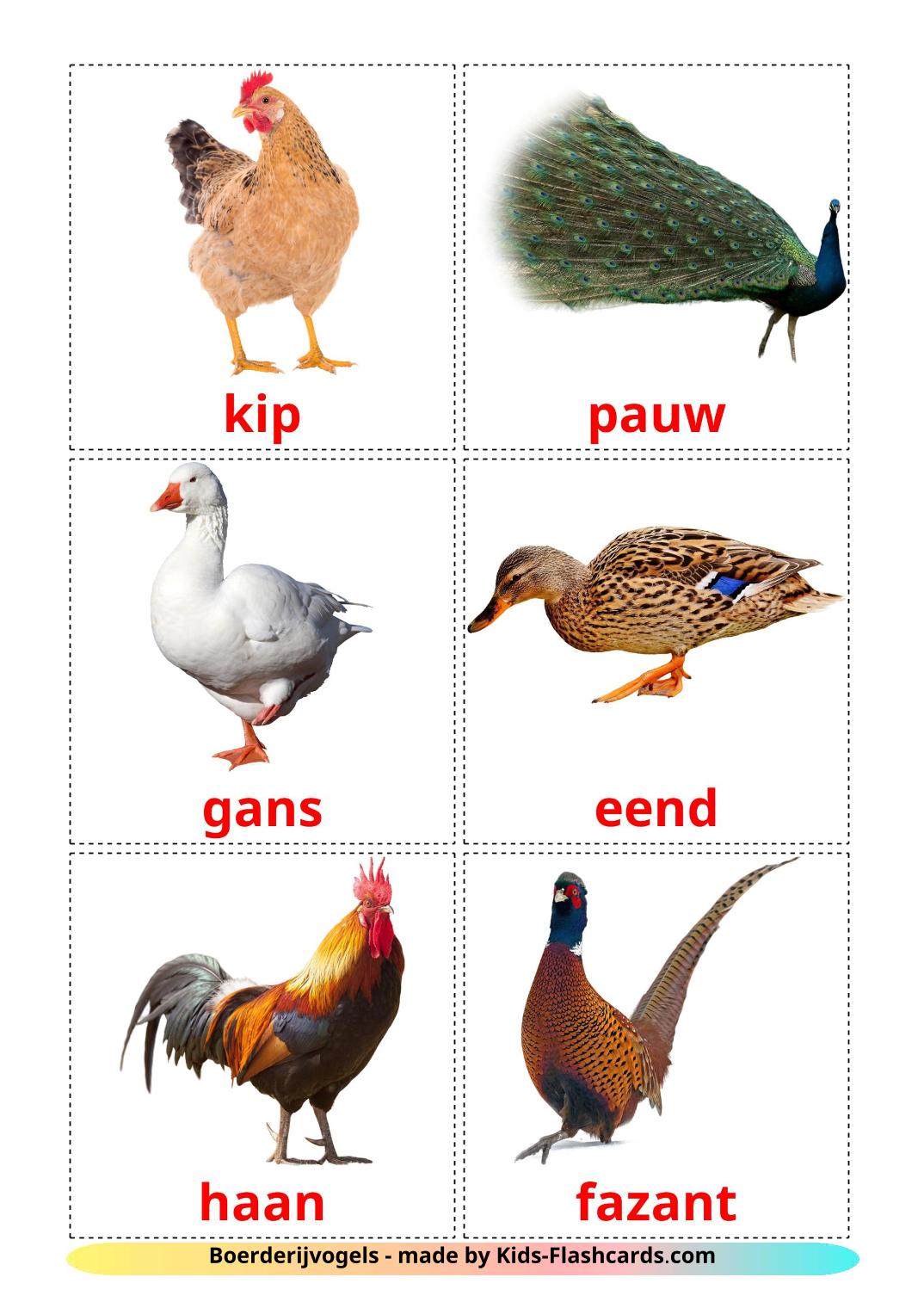 Uccelli di fattoria - 11 flashcards olandese stampabili gratuitamente