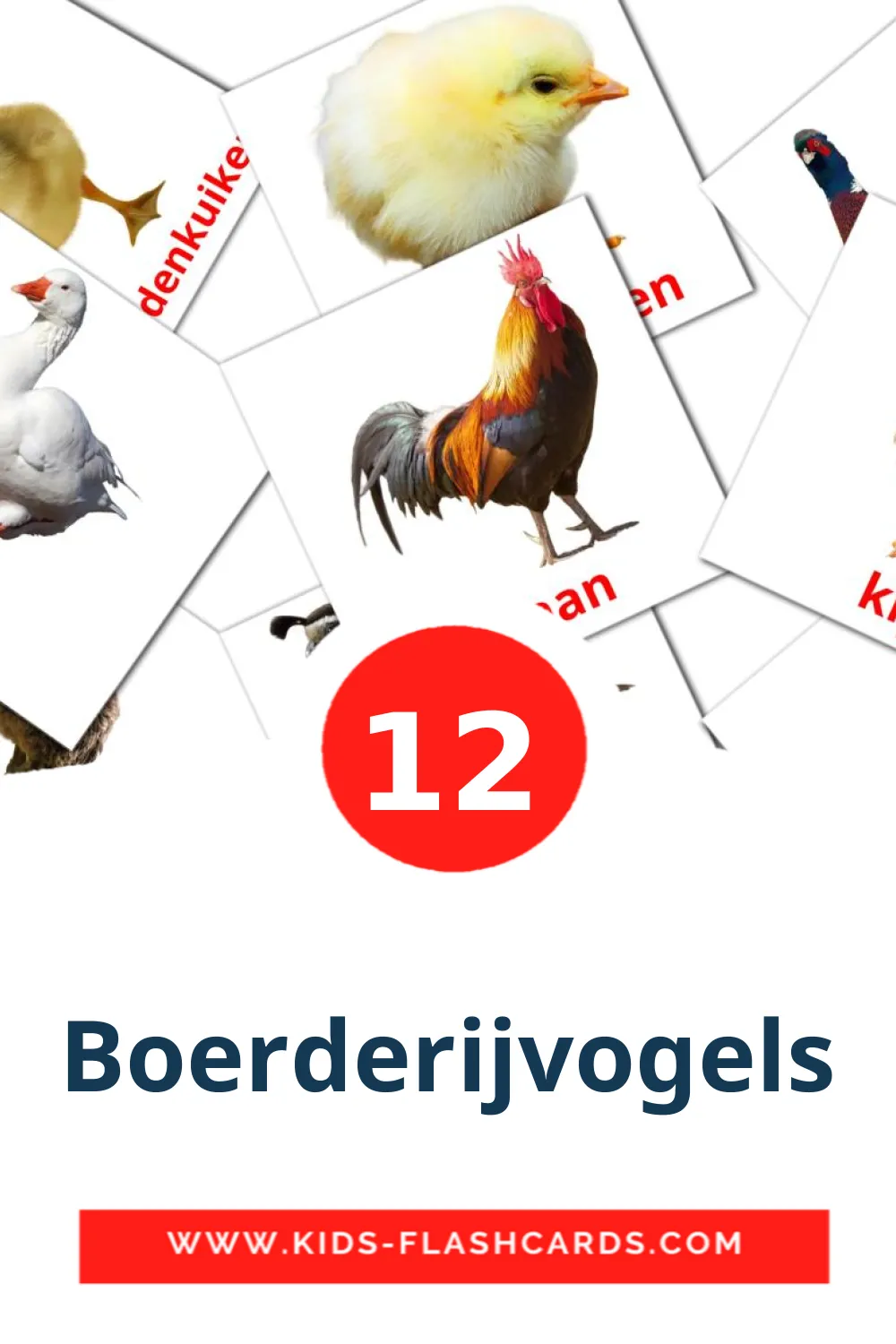 Boerderijvogels на нидерландcком для Детского Сада (12 карточек)