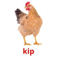 kip picture flashcards