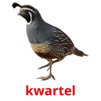 kwartel picture flashcards