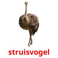struisvogel flashcards illustrate