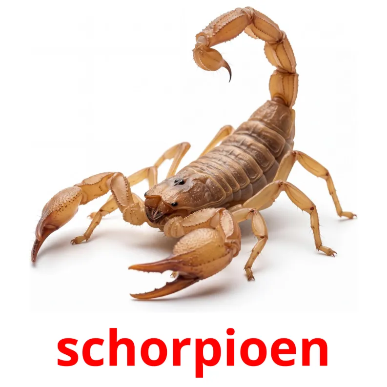 23 GRATIS Insecten Flashcards In 4 PDF Formaten Nederlands Afbeeldingen 23-gratis-insecten-flashcards-in-4-pdf-formaten-nederlands-afbeeldingen