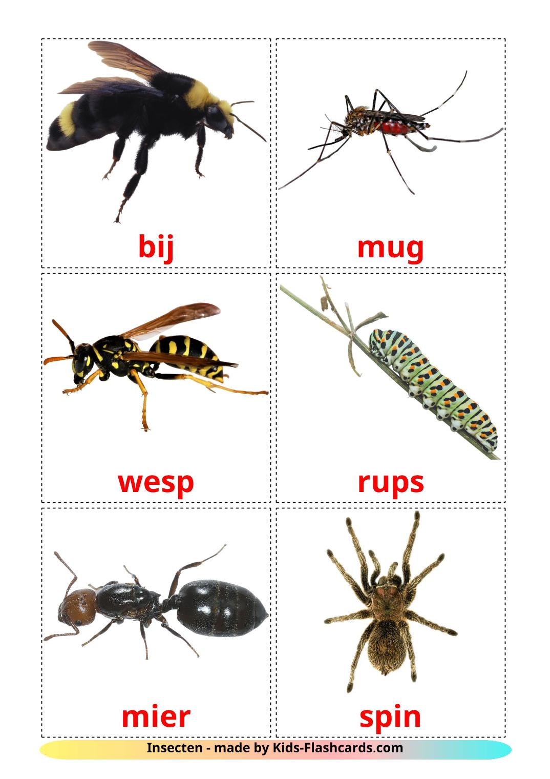 Insekt - 23 kostenlose, druckbare Holländisch Flashcards 