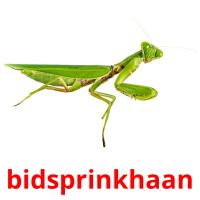 bidsprinkhaan card for translate
