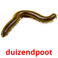 duizendpoot Bildkarteikarten