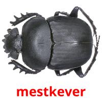 mestkever picture flashcards