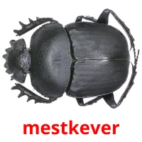 mestkever Bildkarteikarten