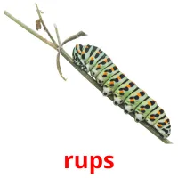 rups Bildkarteikarten