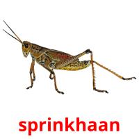 sprinkhaan picture flashcards