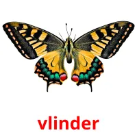 vlinder Bildkarteikarten