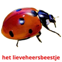 het lieveheersbeestje Bildkarteikarten