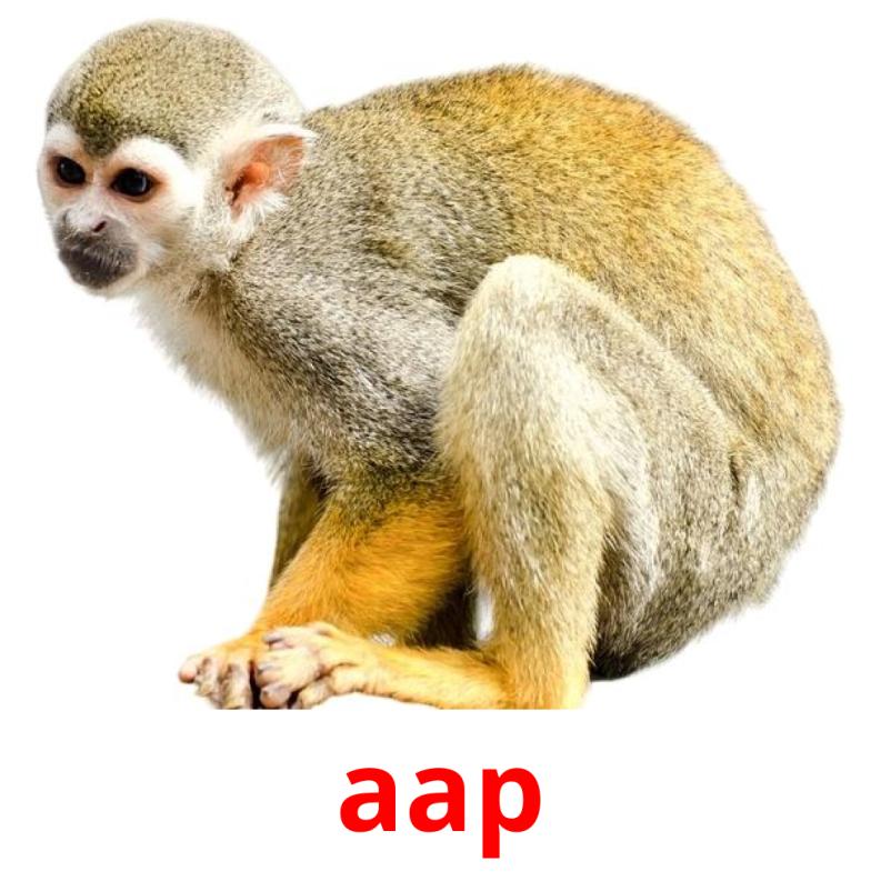 aap picture flashcards