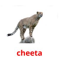 cheeta picture flashcards