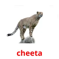 cheeta cartes flash