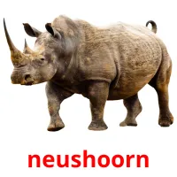 neushoorn cartes flash