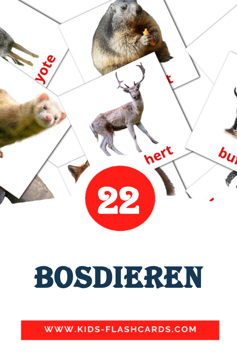 22 tarjetas didacticas de Bosdieren para el jardín de infancia en holandés