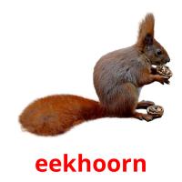 eekhoorn flashcards illustrate