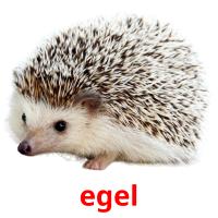 egel picture flashcards