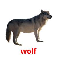 wolf picture flashcards