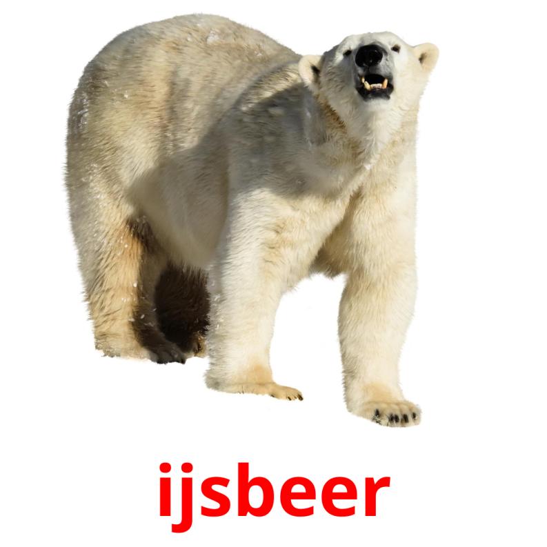 ijsbeer picture flashcards