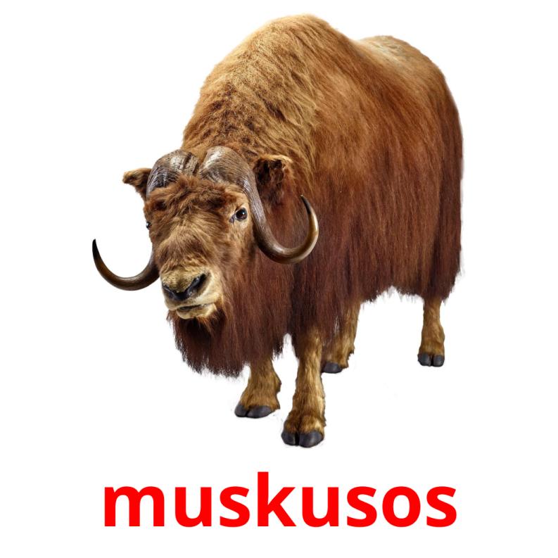 muskusos picture flashcards