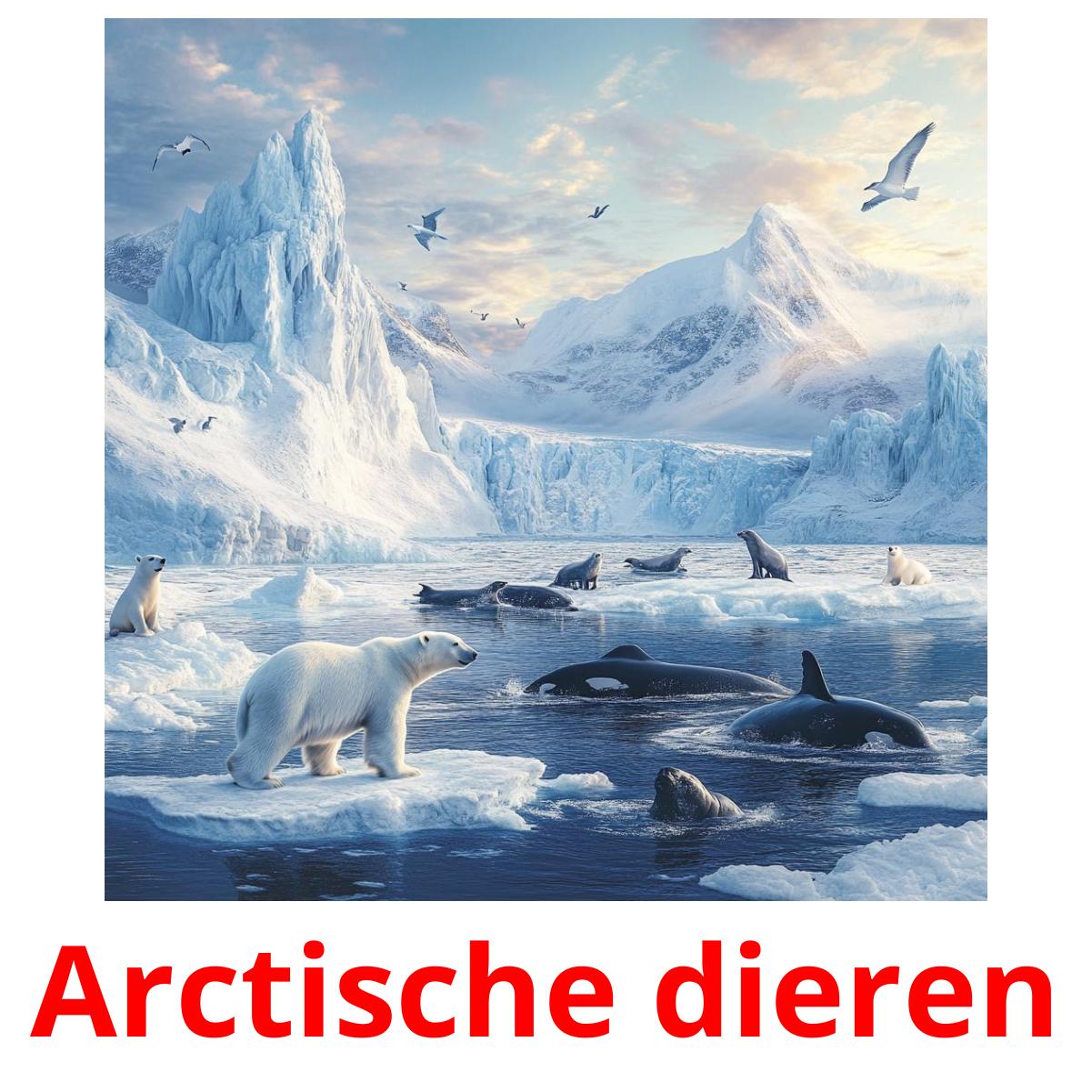 Arctische dieren cartes flash