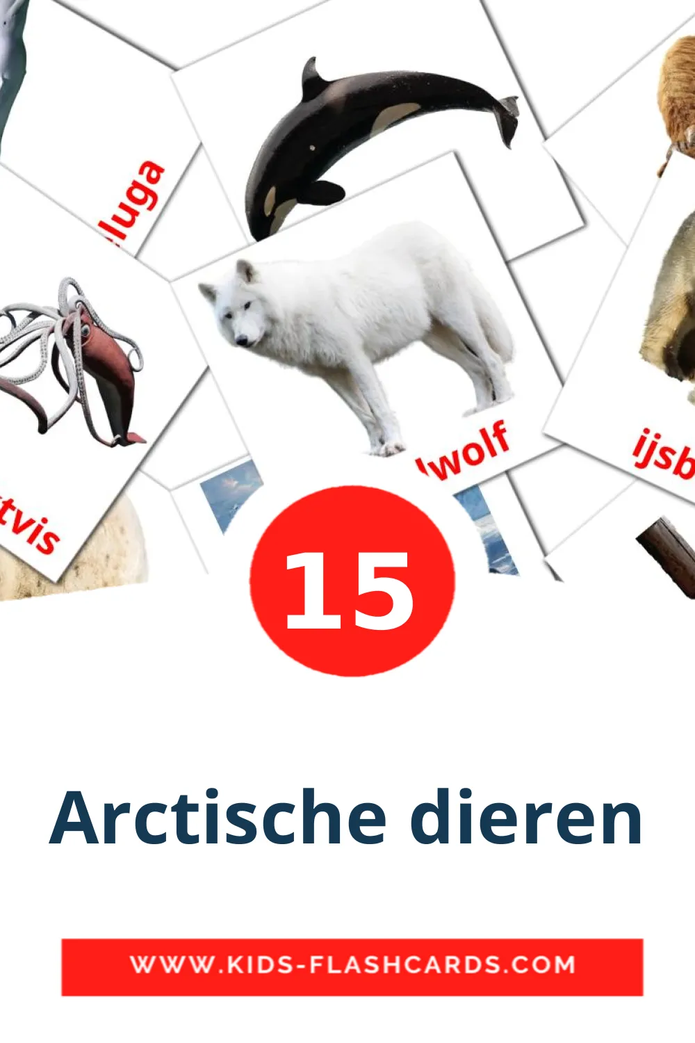 15 Arctische dieren fotokaarten voor kleuters in het nederlands