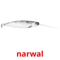 narwal picture flashcards