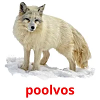 poolvos ansichtkaarten