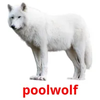 poolwolf ansichtkaarten