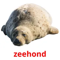 zeehond ansichtkaarten