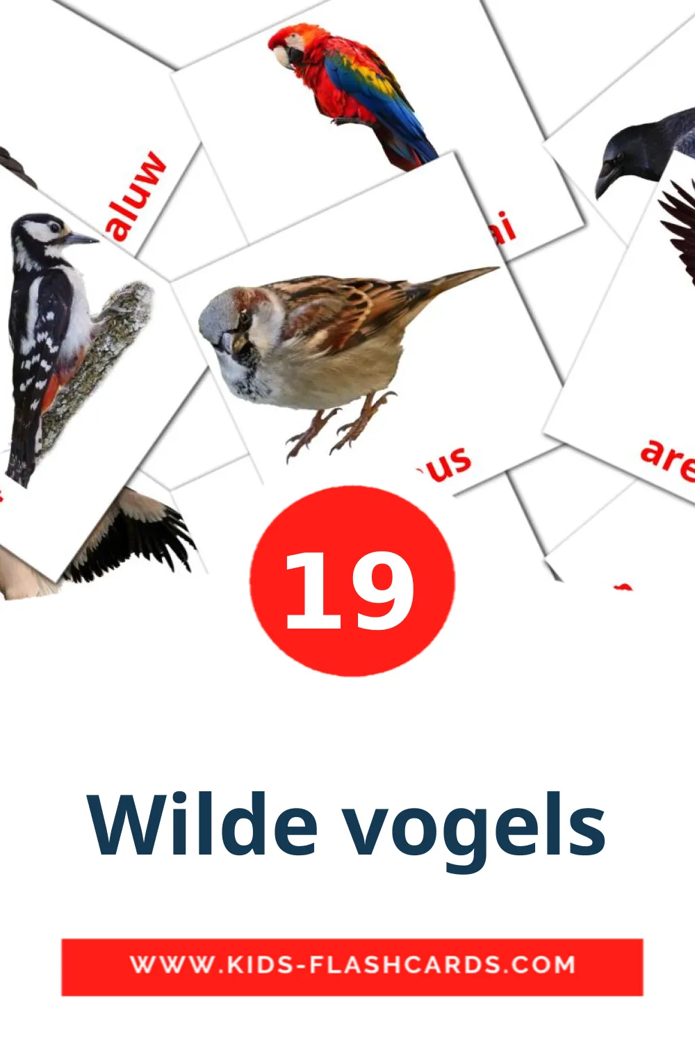 19 carte illustrate di Wilde vogels per la scuola materna in olandese