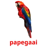 papegaai flashcards illustrate