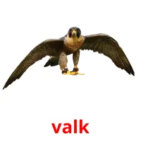 valk flashcards illustrate