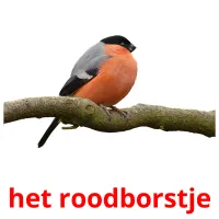 het roodborstje flashcards illustrate